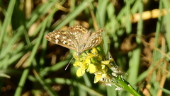 Aricoris indistincta