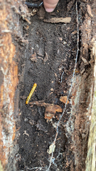 Dendroides canadensis