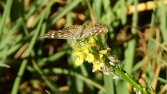 Aricoris indistincta