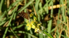 Aricoris indistincta