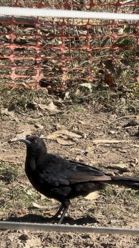 Eastern White-winged Chough