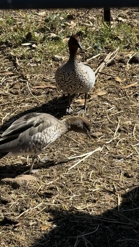 Australian Wood Duck