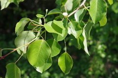 Pyrus communis pyraster