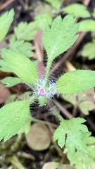 Collomia heterophylla