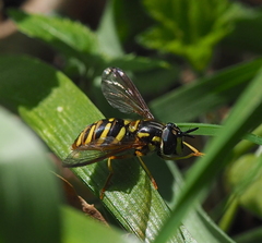 Chrysotoxum cautum