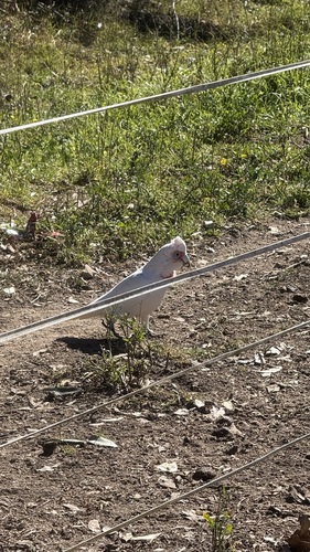 Long-billed Corella