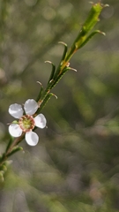 Hysterobaeckea behrii, photograph (c) Rosalie Lawrence, some rights reserved (CC BY)