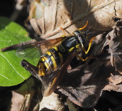 Chrysotoxum cautum