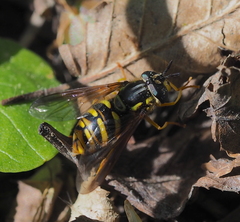 Chrysotoxum cautum