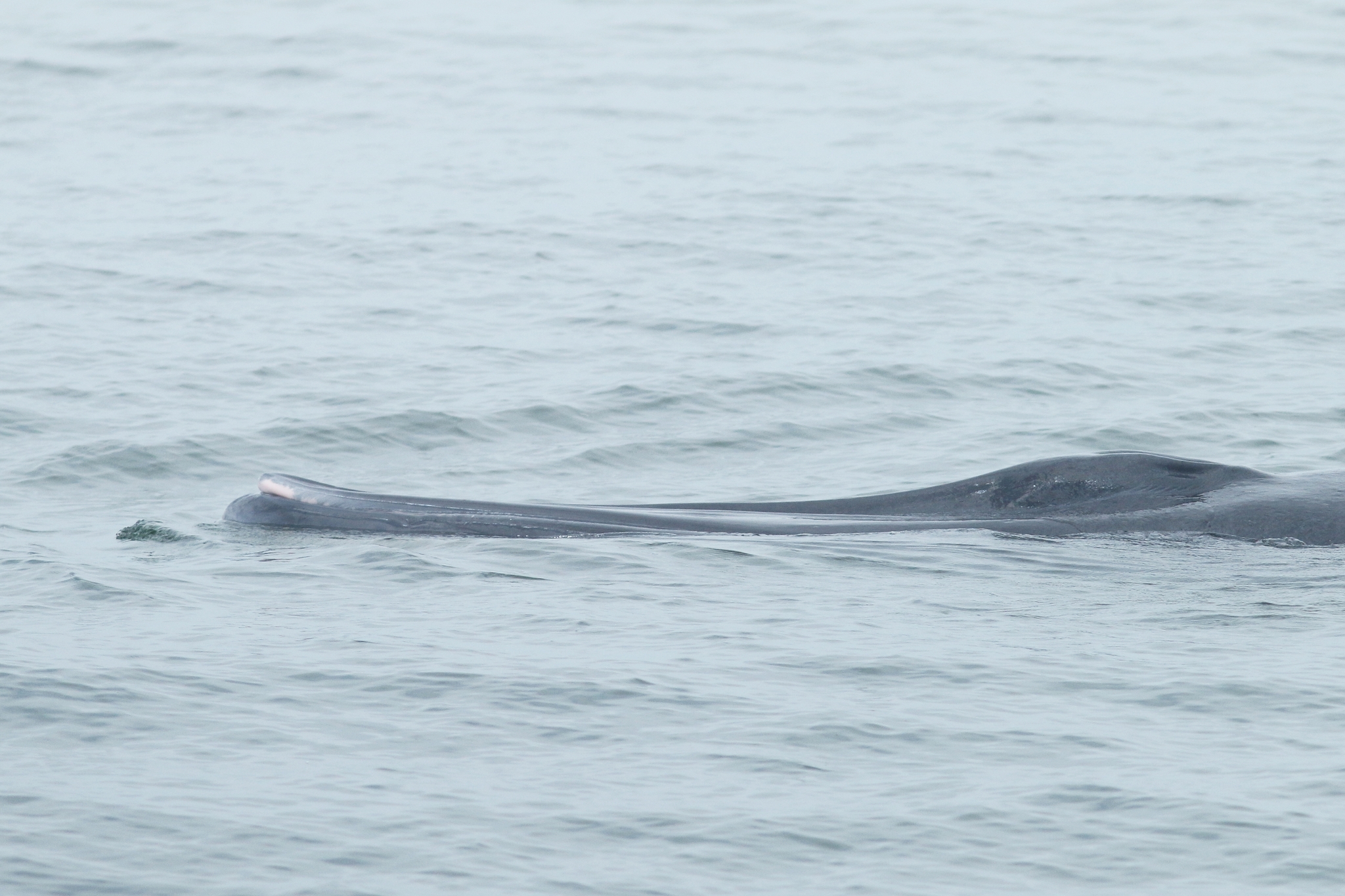 Balaenoptera edeni