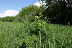 Angelica decurrens, photograph (c) Oleg Kosterin, some rights reserved (CC BY)