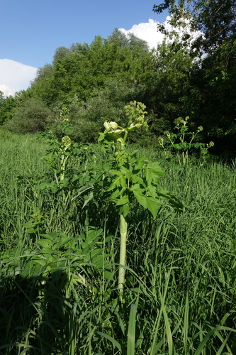 Angelica decurrens, photograph 3