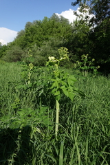 Angelica decurrens, photograph (c) Oleg Kosterin, some rights reserved (CC BY)
