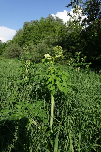 Angelica decurrens, photograph 6