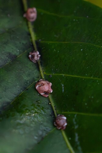 Pink wax scale