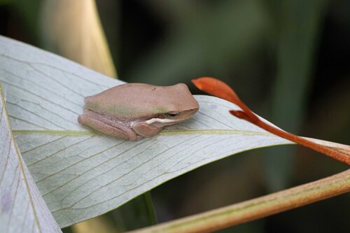 Eastern Dwarf Tree Frog