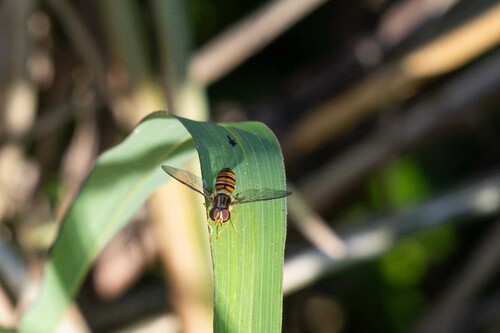 Black-banded Hover Fly