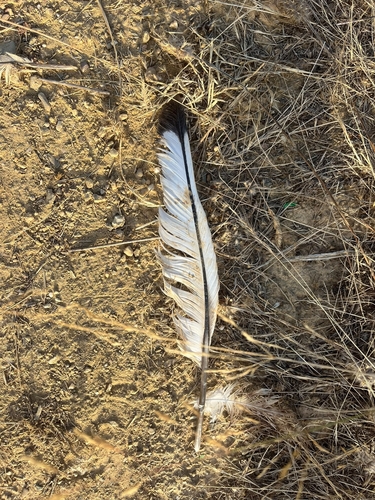 Plume de Spatule blanche