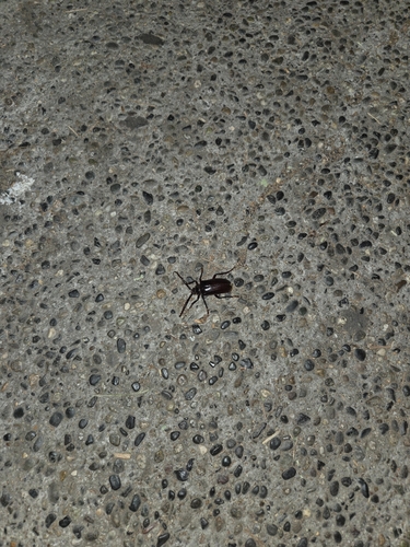 iNaturalist observation photo of California Root Borer
