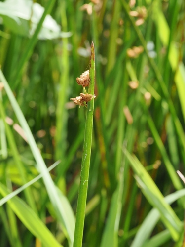 Schoenoplectus triqueter, photograph 1
