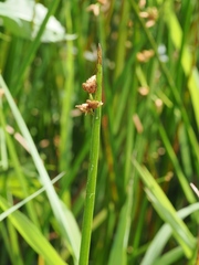 Schoenoplectus triqueter