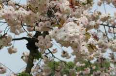 Prunus