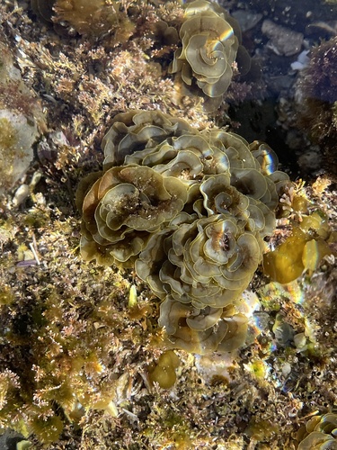 Lobophora variegata observed 2026-07-30