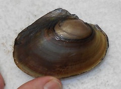 Potamilus ohiensis