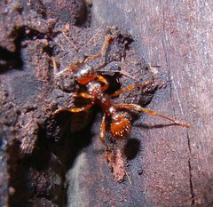 Myrmica ruginodis