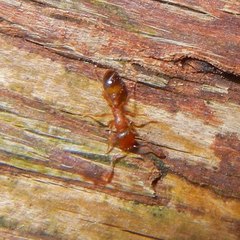 Temnothorax nylanderi