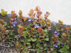 Glechoma hederacea