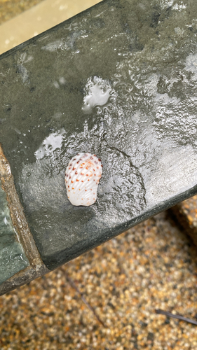 Cardita variegata observed 2026-07-30