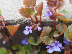 Glechoma hederacea