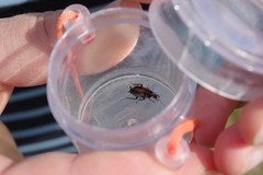 Phyllodromica maculata