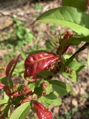 Amygdaloideae