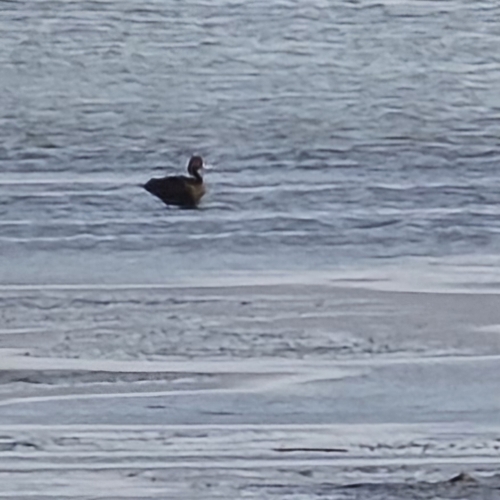 iNaturalist image