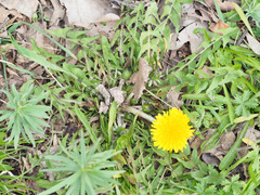 Taraxacum officinale