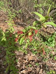 Amygdaloideae