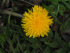 Taraxacum officinale