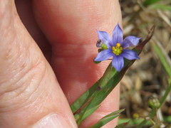 Sisyrinchium biforme