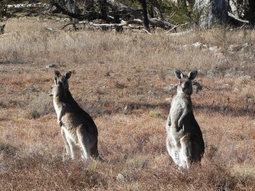 Eastern Grey Kangaroo