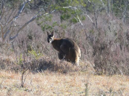 Red-necked Wallaby