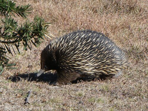 Eastern Short-beaked Echidna