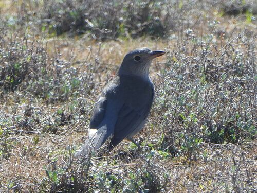 Gray Shrikethrush