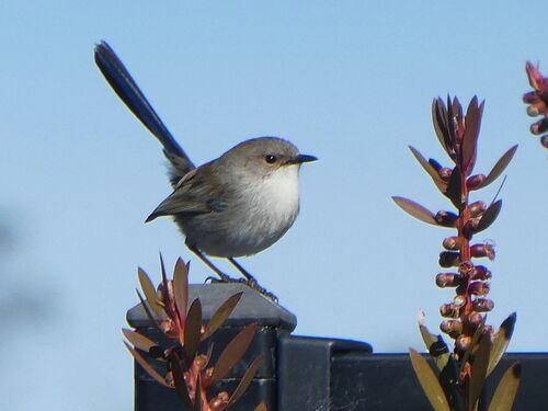 Superb Fairywren