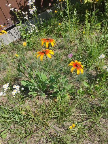 black-eyed Susan