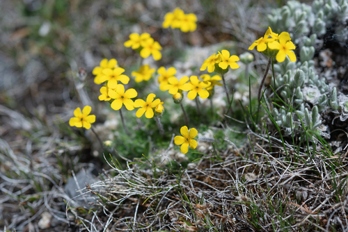 Androsace bisulca (Androsace bisulca)