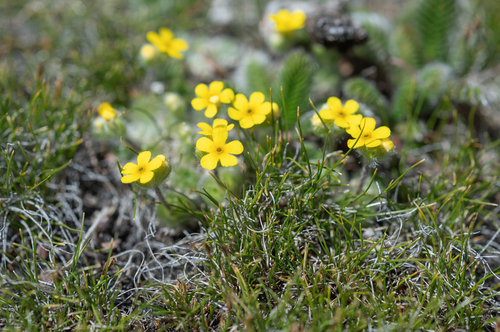 Androsace bisulca (Androsace bisulca)