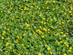 Ficaria verna