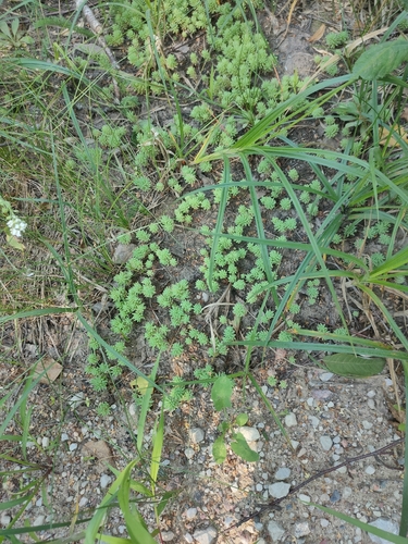 Turkish stonecrop
